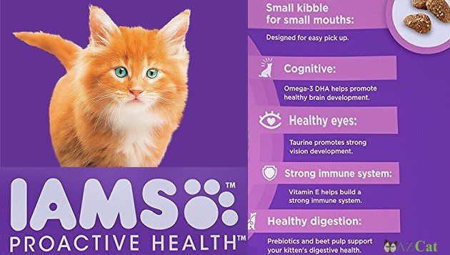 best kitten iams proactive health dry kitten food