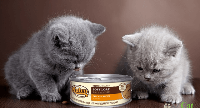 Kitten Wet Cat Food