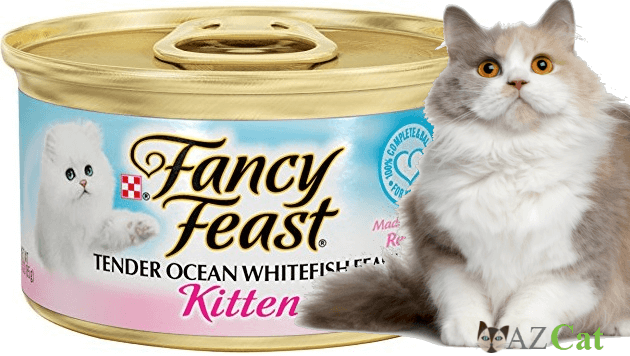 best inexpensive kitten food