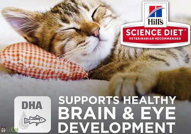 Science Diet for your Kitten's