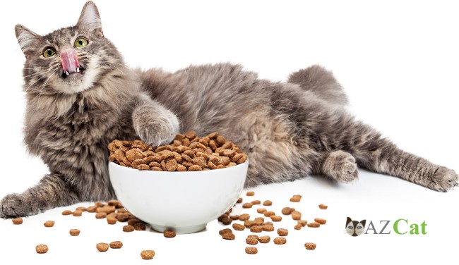 Choosing the Best Cat Food