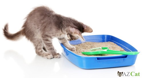 Cat Litter for Odor Control