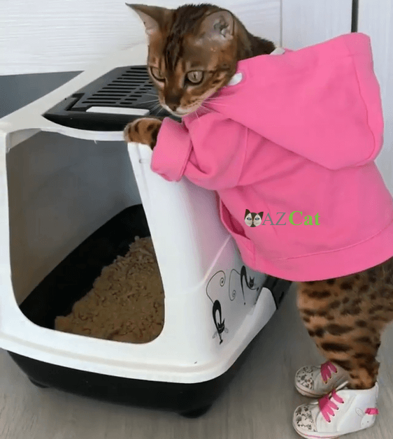 Best Dust Free Cat Litters
